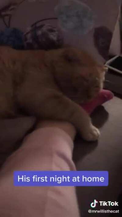 Mr. Willis finally finding his fur ever home