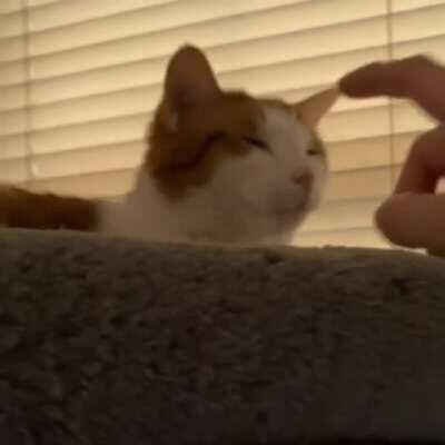 Such cute, must boop the Sprocket nose