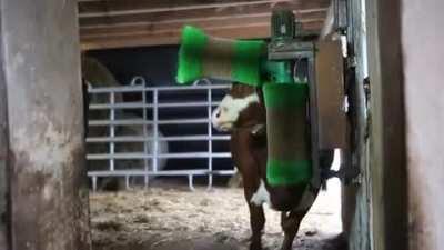 Are cows just giant cats?