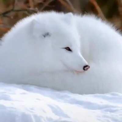 🔥 Beautiful arctic fox