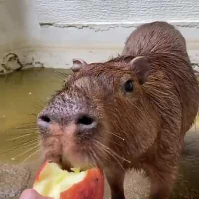 Cute Capybara Eating Apple