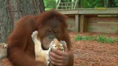 Orangutan With Tiger Cubs
