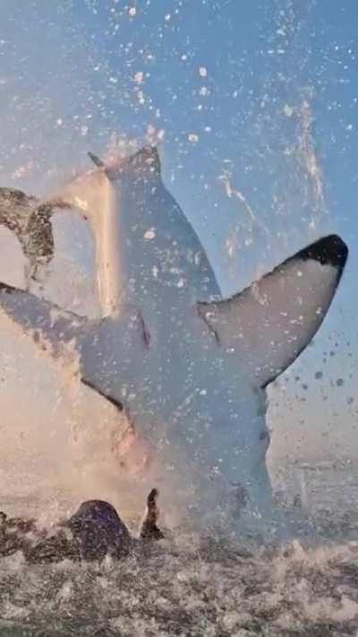 🔥 Great white shark jumping out of the water