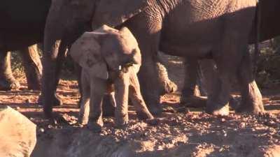 A baby elephant discovering their trunk