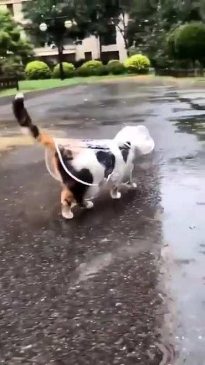 Прогулка мохнатой жопки под дождем