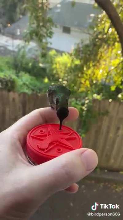 Hector, the hungry hummingbird.