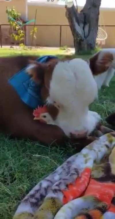 Cow and chicken