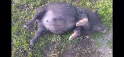 I almost didn’t watch til the end.