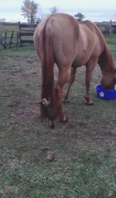 Kitten's favorite toy..🐈🐾🐎😅