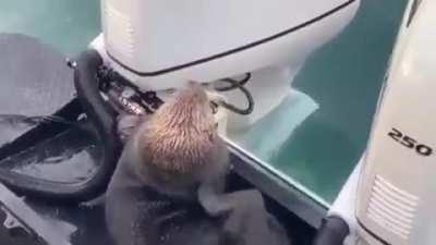 Dude, you gotta hide me.