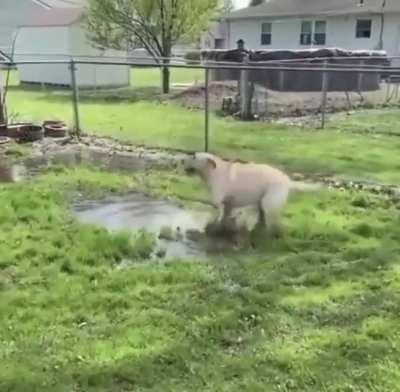 Happy boy can’t get enough PUDDLES