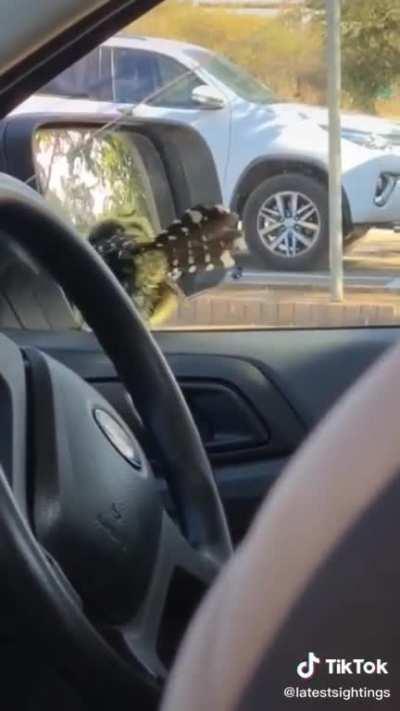 Lonely little bird looks like it has arms