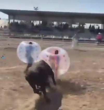 Blokes and their bulls