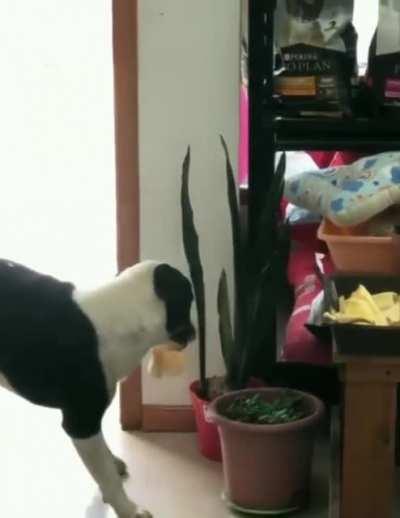 Doggo overjoyed with his successful heist does victory dance