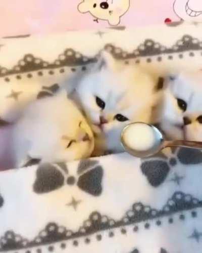 How to wake up a kitten