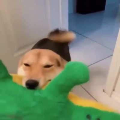 Look at his stuffed alligator! LOOK. AT. IT!