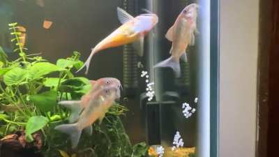 So many eggs! 1st breeding attempt.