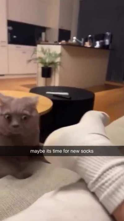 cat lost all his nine lives after that sniff