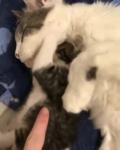 wake up mom i wanna play