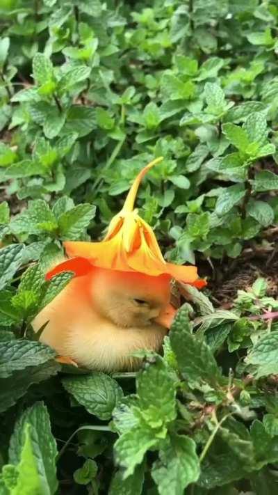 The Hat of Nap is an ancient and arcane druidic artifact that dates back to the 5th century.