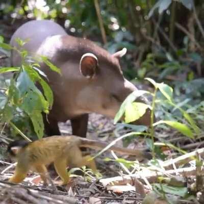 Monkey does parkour off a tapir. | From @wellbeingscharity on Instagram