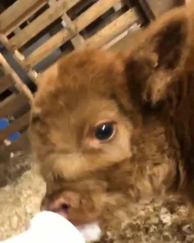 ❤🐮 The cutest slurps.