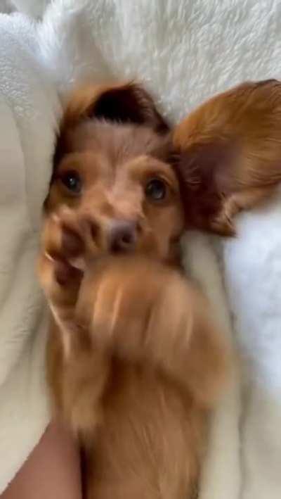 That's how shy he is.