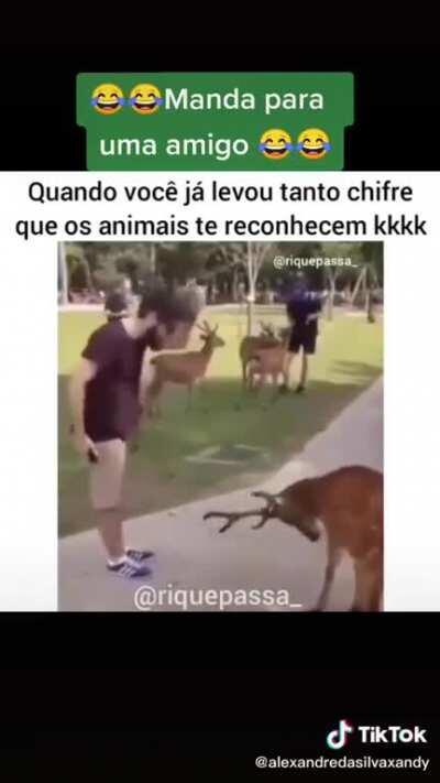 Wolfy cumprimentando os amigos do discord dele