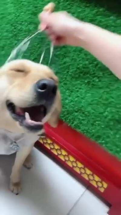 He loves this so much