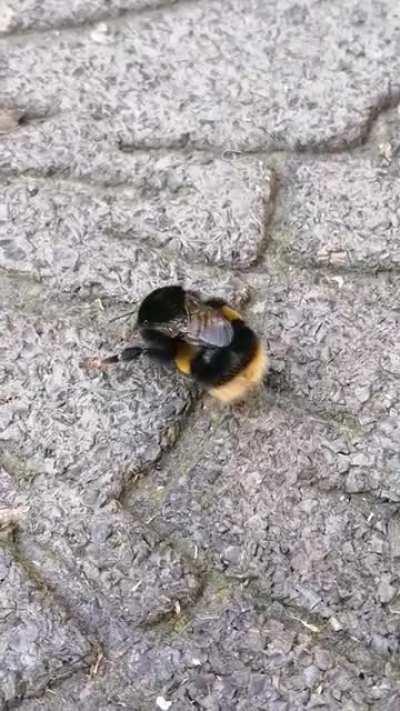 I'm in love with our bumble bees being so big and healthy they are currently looking for a new nest place because they gotten so big. So fluffy!