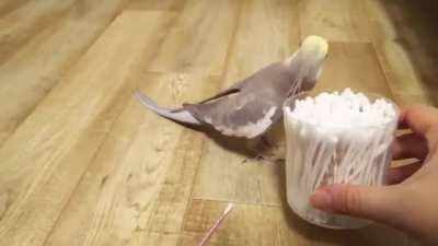 This bird chirps Mozart