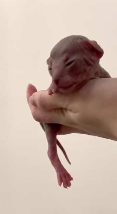 tiny newborn Mouse is probably complaining about something