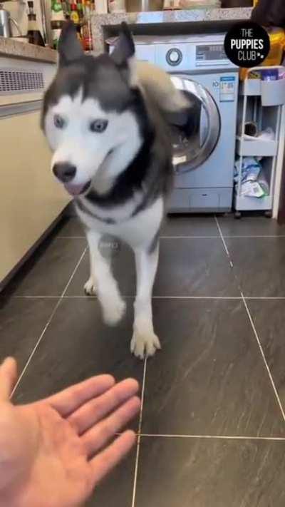 What an absolute sweetheart. Nope. Nuh uh , don’t wanna …😂❤️❤️