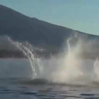 Orcas making toys out of other animals...