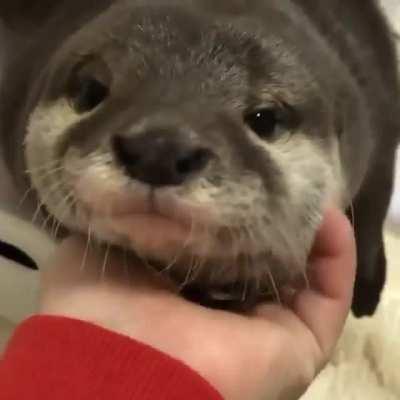 Stop what ur doin look at this big ferret