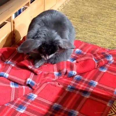 Falafel washing her face before bed