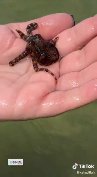 Cradling one of the ocean's deadliest creatures for internet likes