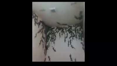 Camera man has balls of steel