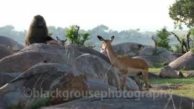 Impala watches as her baby is eaten alive by a baboon