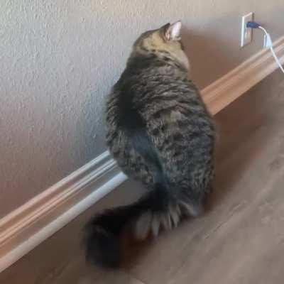 You guys enjoyed Otis sleeping by his food so here’s a video of him getting comfy