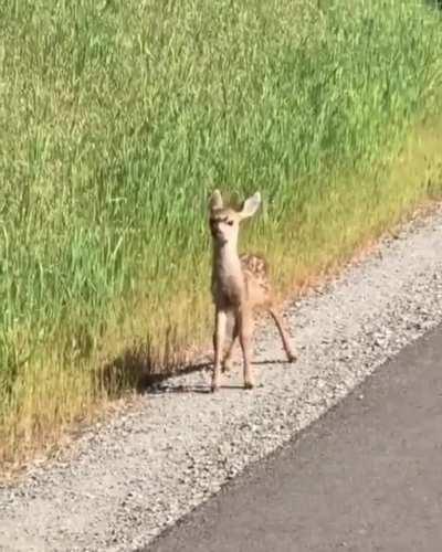 Average Indian kids when they see a guest in their house