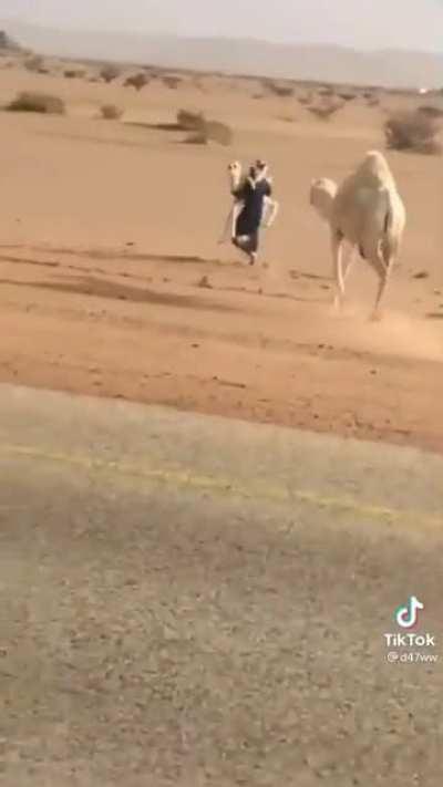 Creatively putting a camel and her calf out of harm’s way.