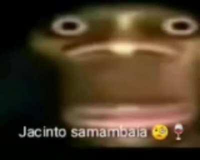 Jacinto samambaia🧐🍷