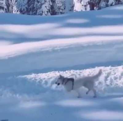 For anyone having a hard day, please look at how happy this dog is to brighten your day