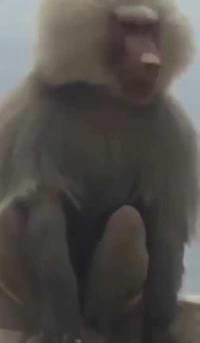 Never underestimate Baboons, human.