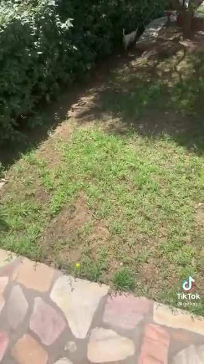 A dOggo JUMPS FrOm A wiNdoW aNd diEs