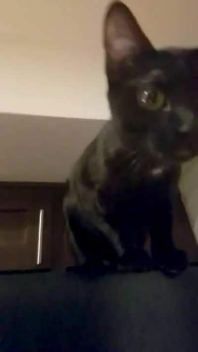 Had a full conversation with my cat today. She definitely won 🥺