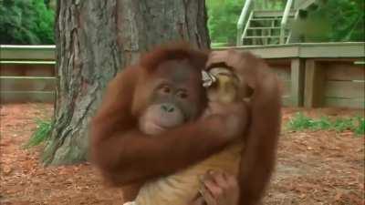 Animals being friendly