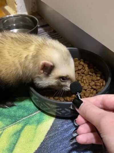 I got a tiny microphone so I could record my floof noodles. So here's some ferret ASMR 😄