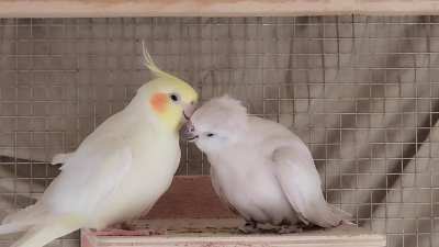 Methuselah and Cordelia, yes Methuselah is ancient